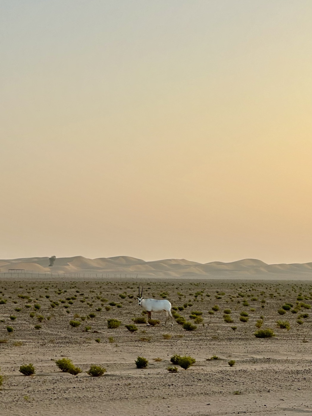 Oryx crossing the Al Qudra cycling track