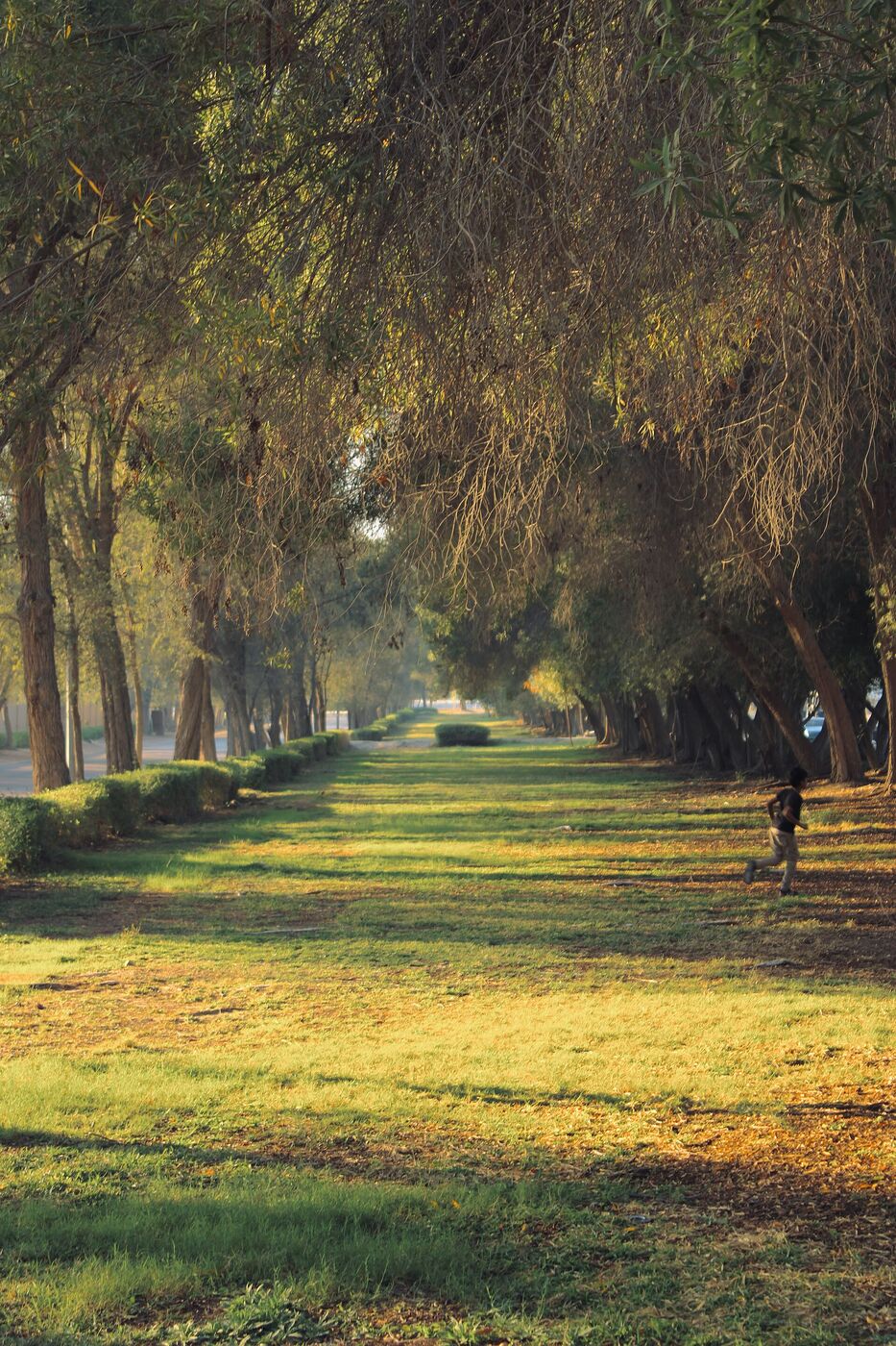 The tree-lined green corridor at Nad Al Sheba